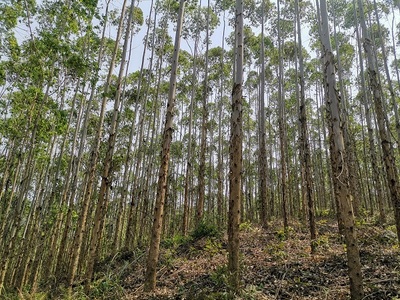 高峰林場上半年完成木材銷售任務85%，多元經營助力穩健發展